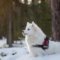 雪山に佇む白い犬