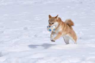 雪原にボールを加えて走る芝犬