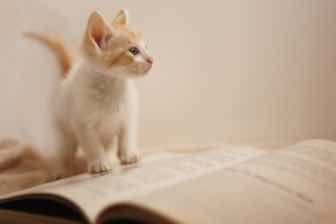 本の上に乗る子猫