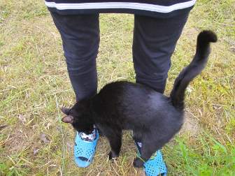 人の足にじゃれつく黒猫