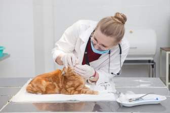 猫が獣医師に診察されている
