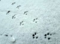 雪に残った猫のあしあと