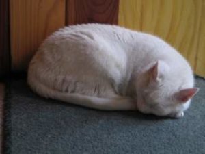 丸まって寝る白猫